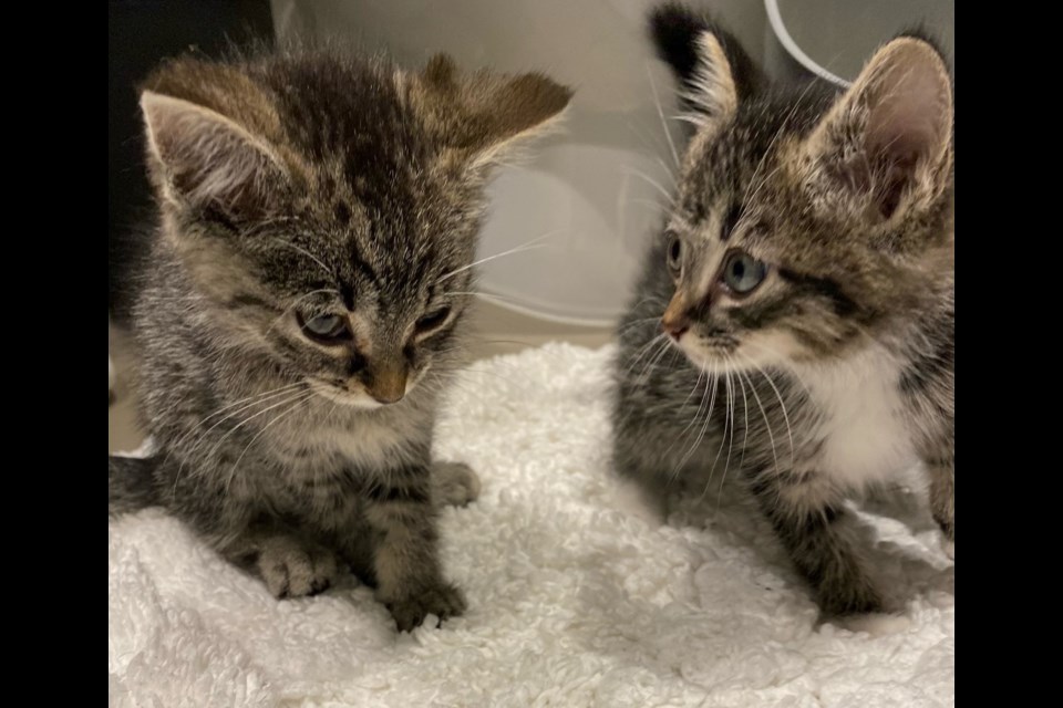 These two kittens, estimated to be between five and seven weeks old, were spotted in the bushes below the stairwell to the Government Dock in Deep Cove, North Vancouver, by people walking by on June 24, 2021. They were found dehydrated and malnourished. 